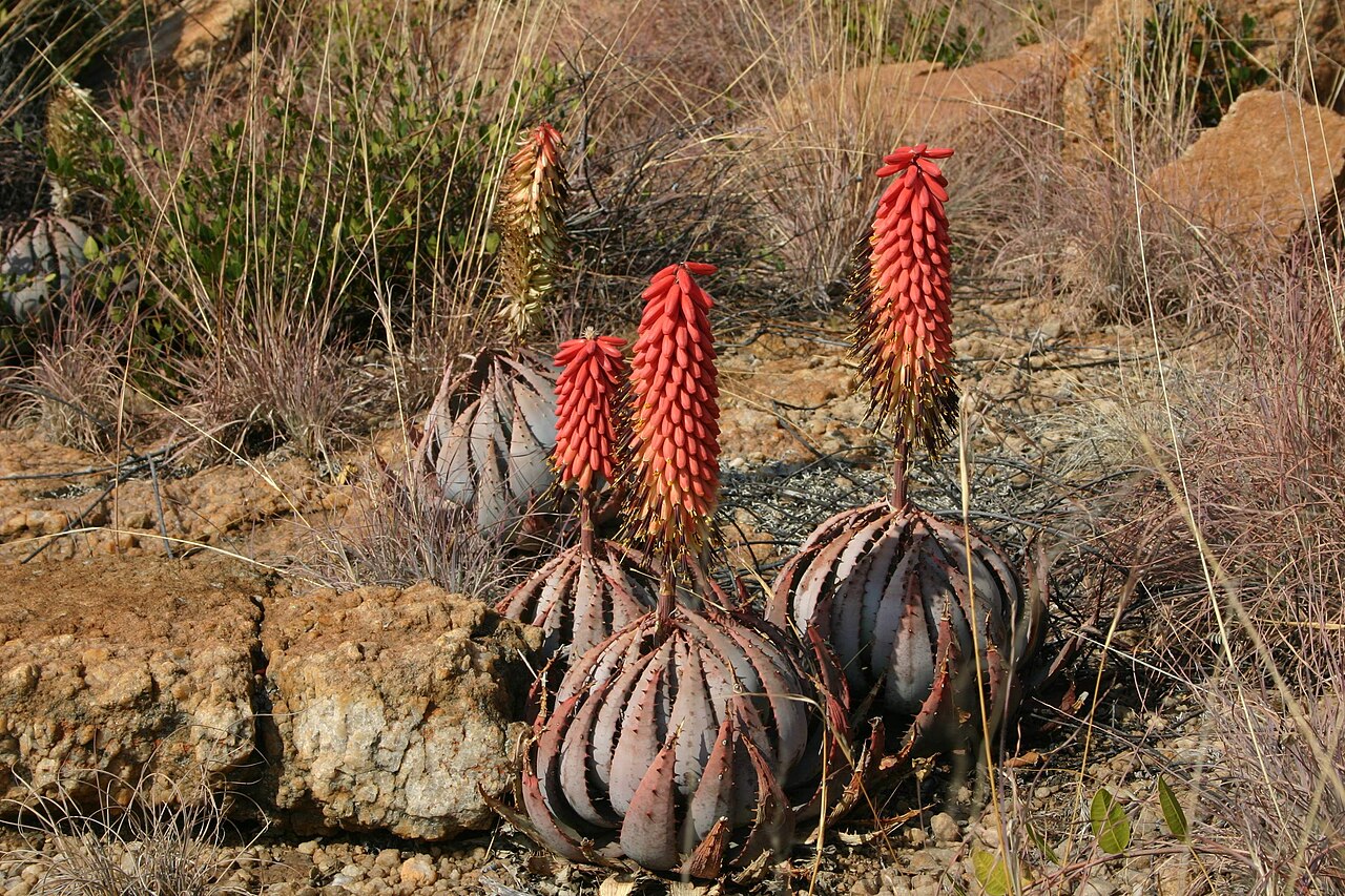 Aloe peglerae