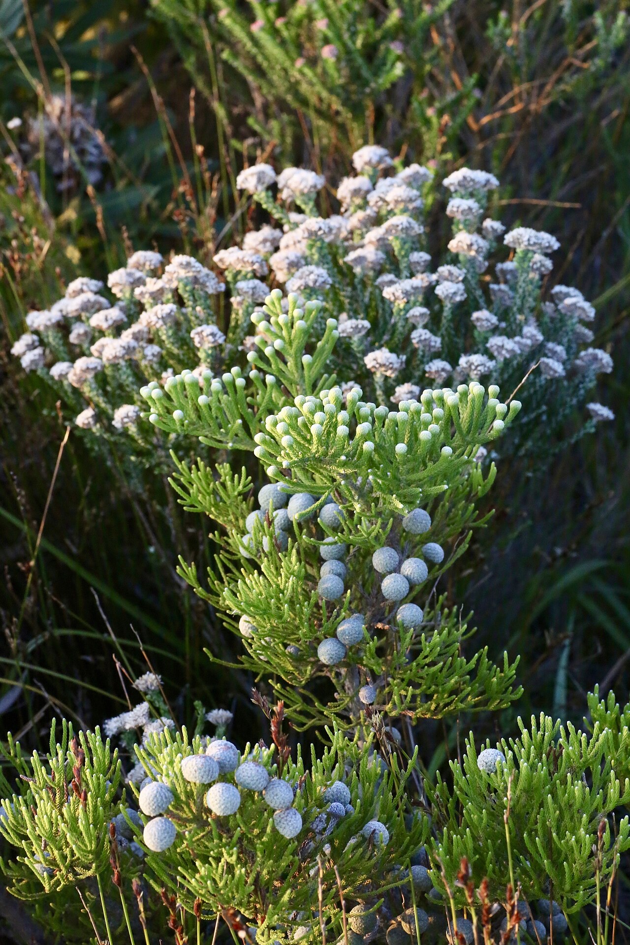 Berzelia intermedia