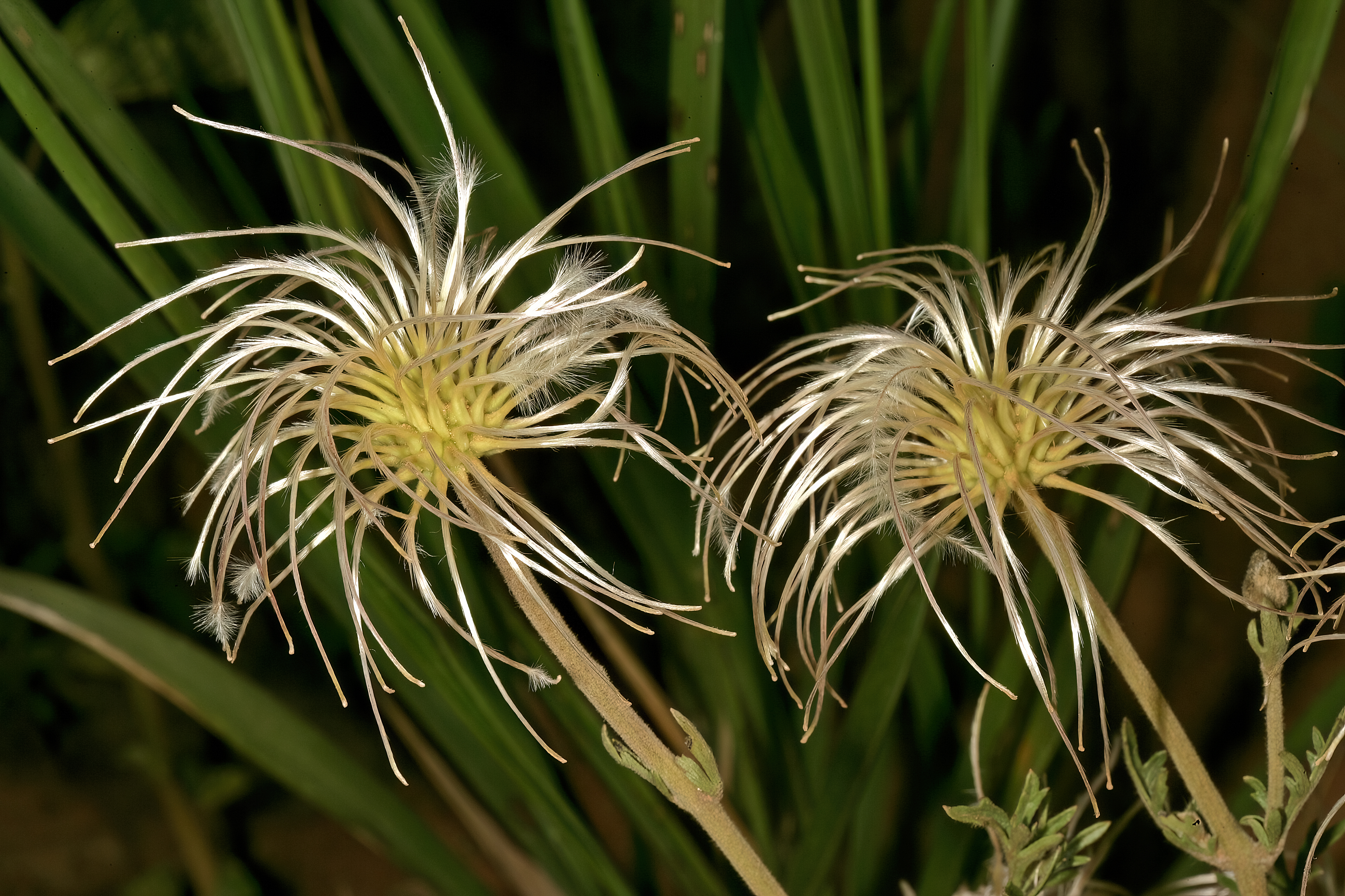 Clematis villosa