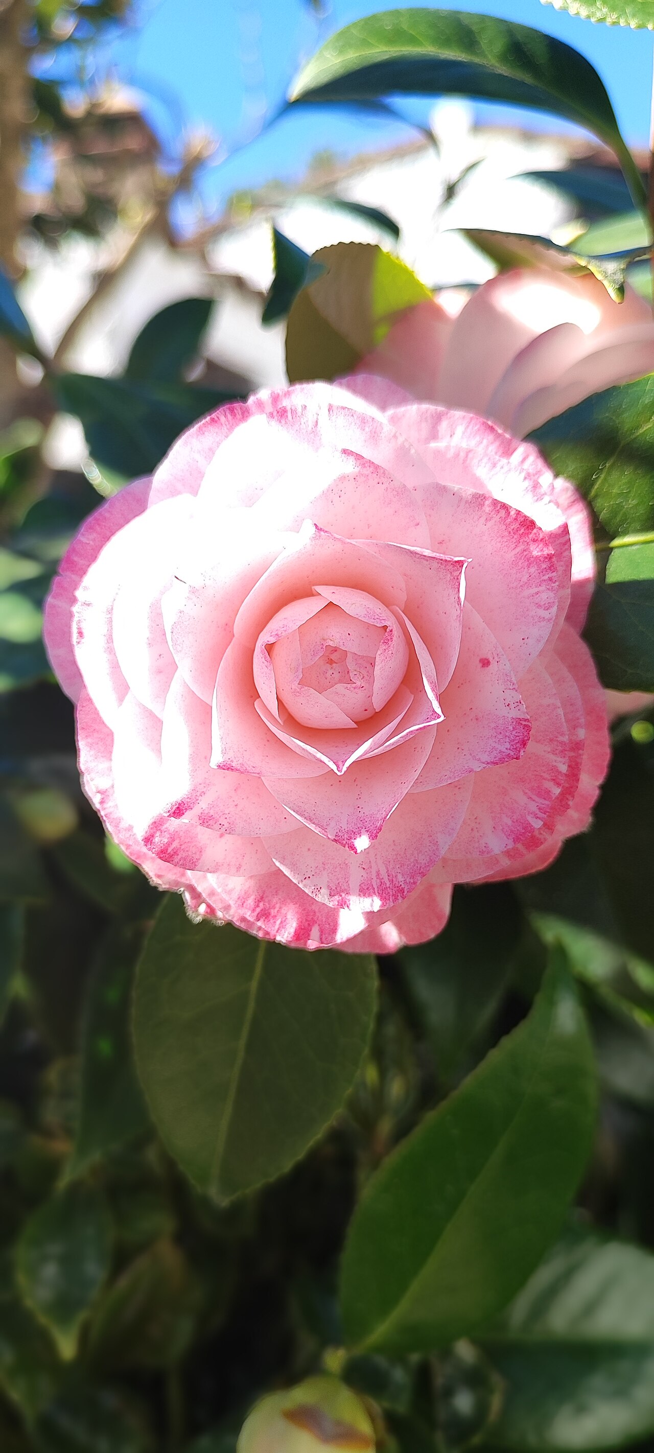 Camellia japonica rosa