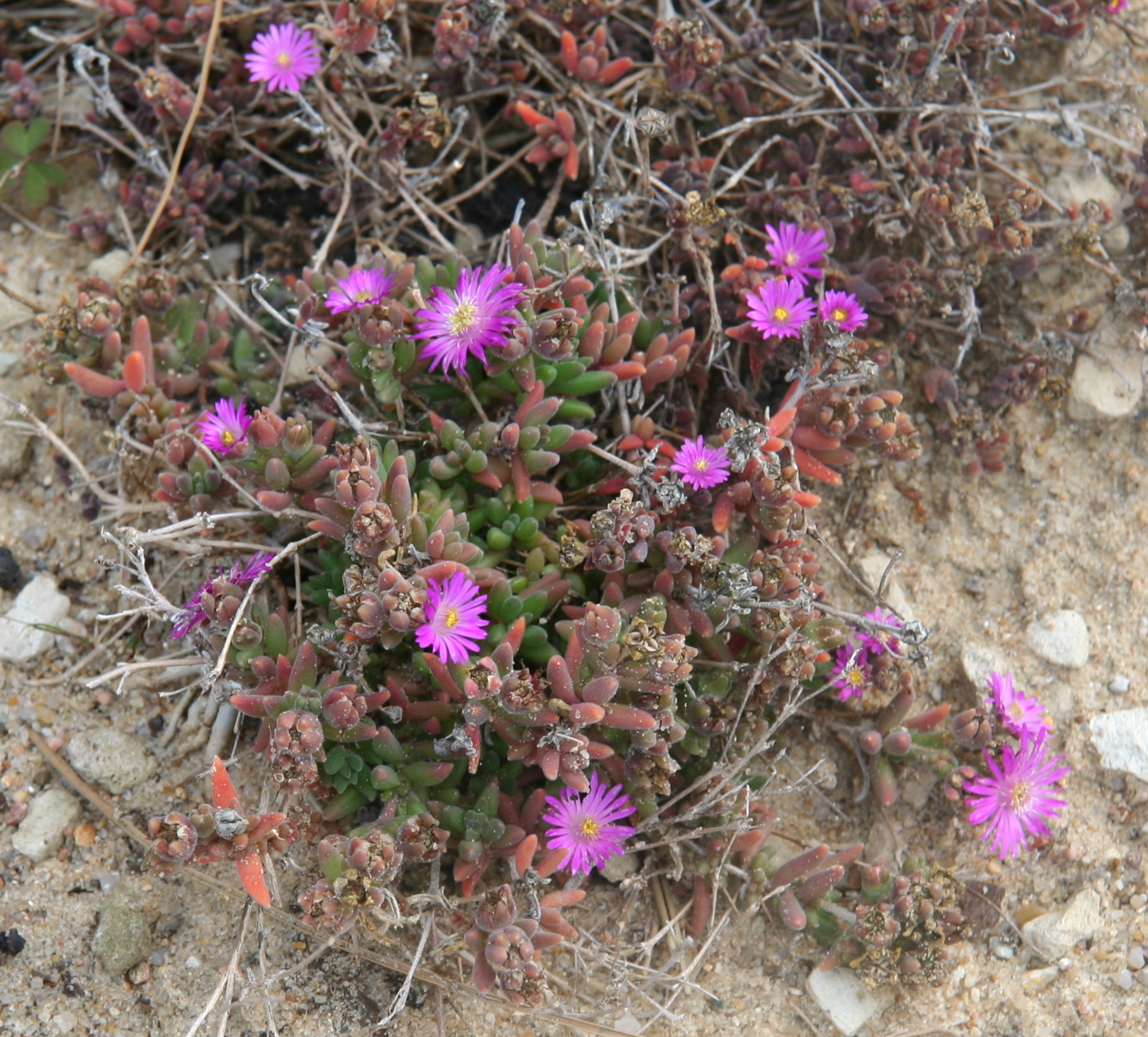 Delosperma aberdeenense