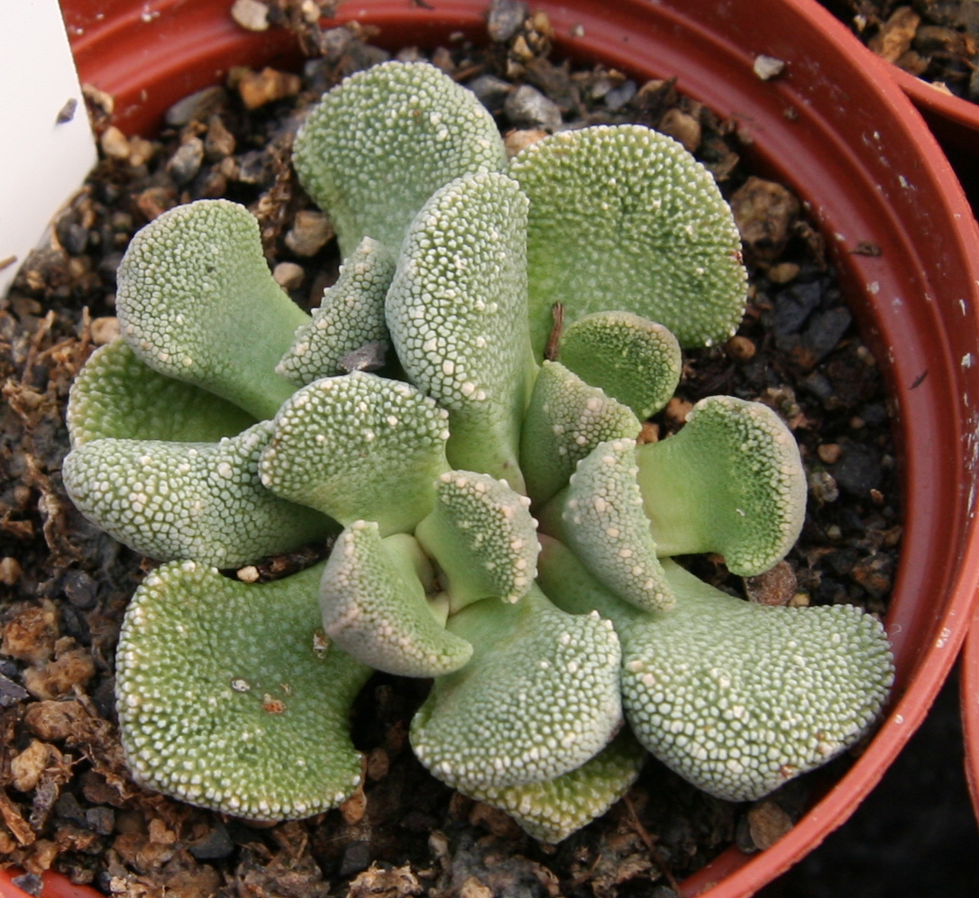 Aloinopsis villetii