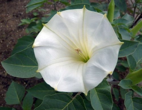 Datura wella