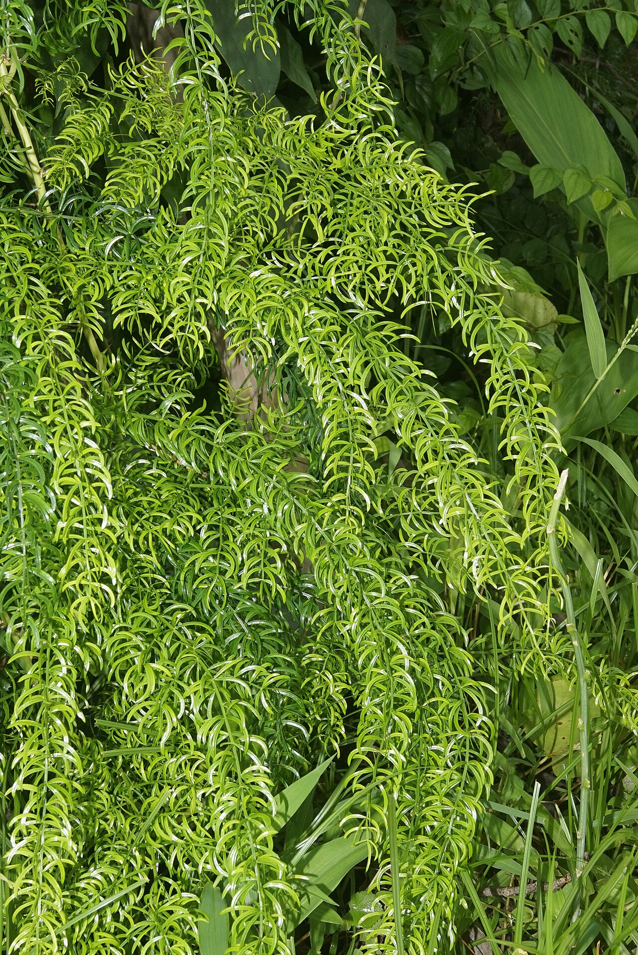 Asparagus racemosus