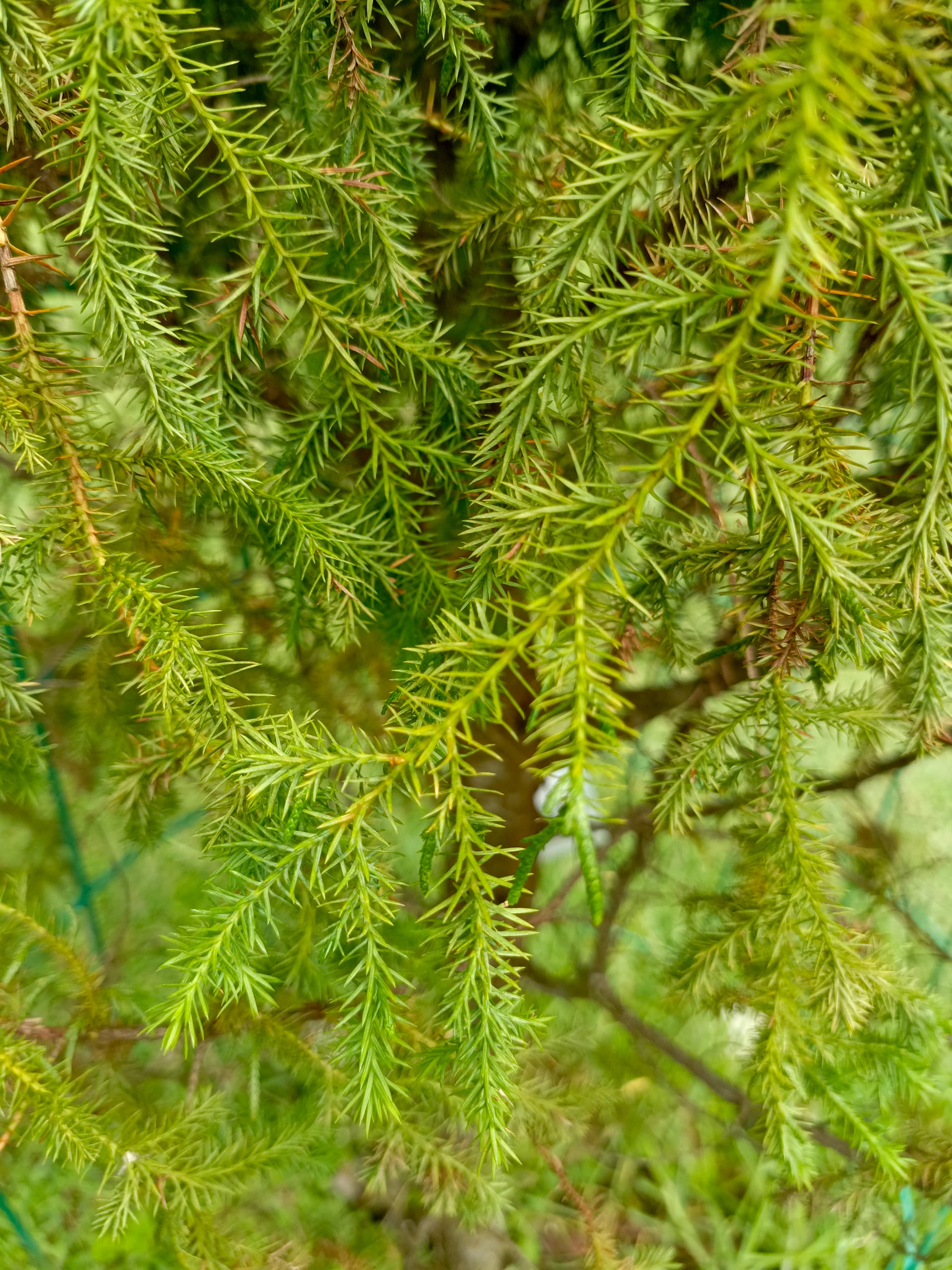 Cupressus torulosa