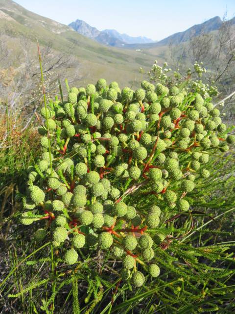 Berzelia intermedia