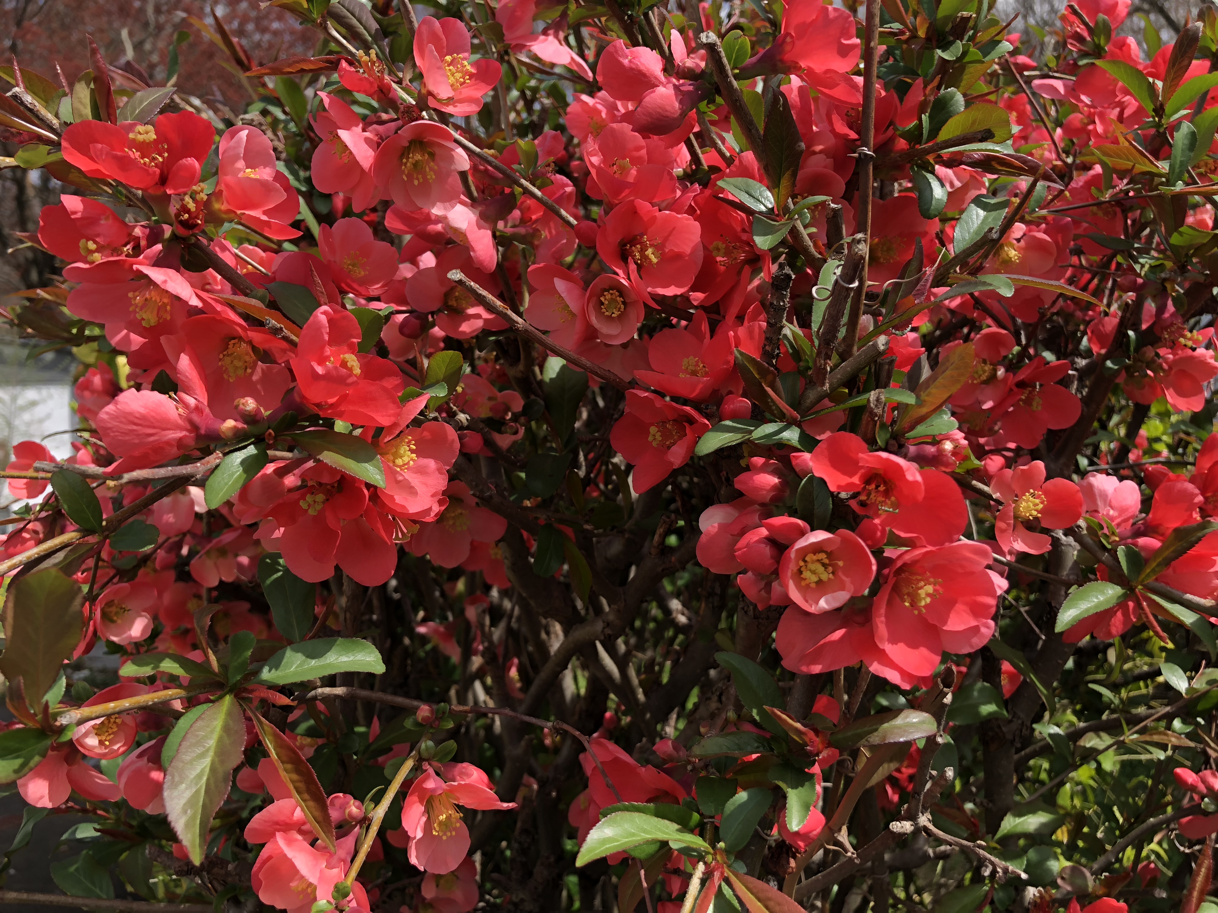 Chaenomeles japonica