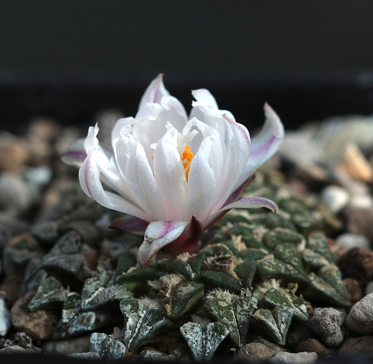 Ariocarpus kotschoubeyanus v. albiflorus