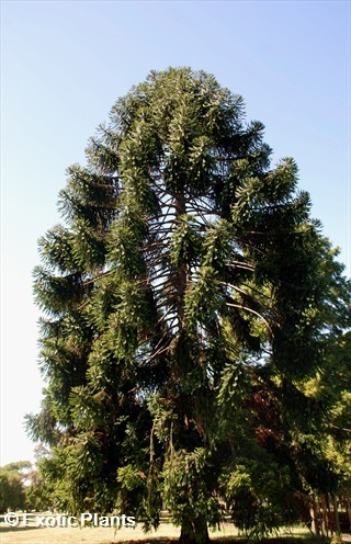 Araucaria heterophylla