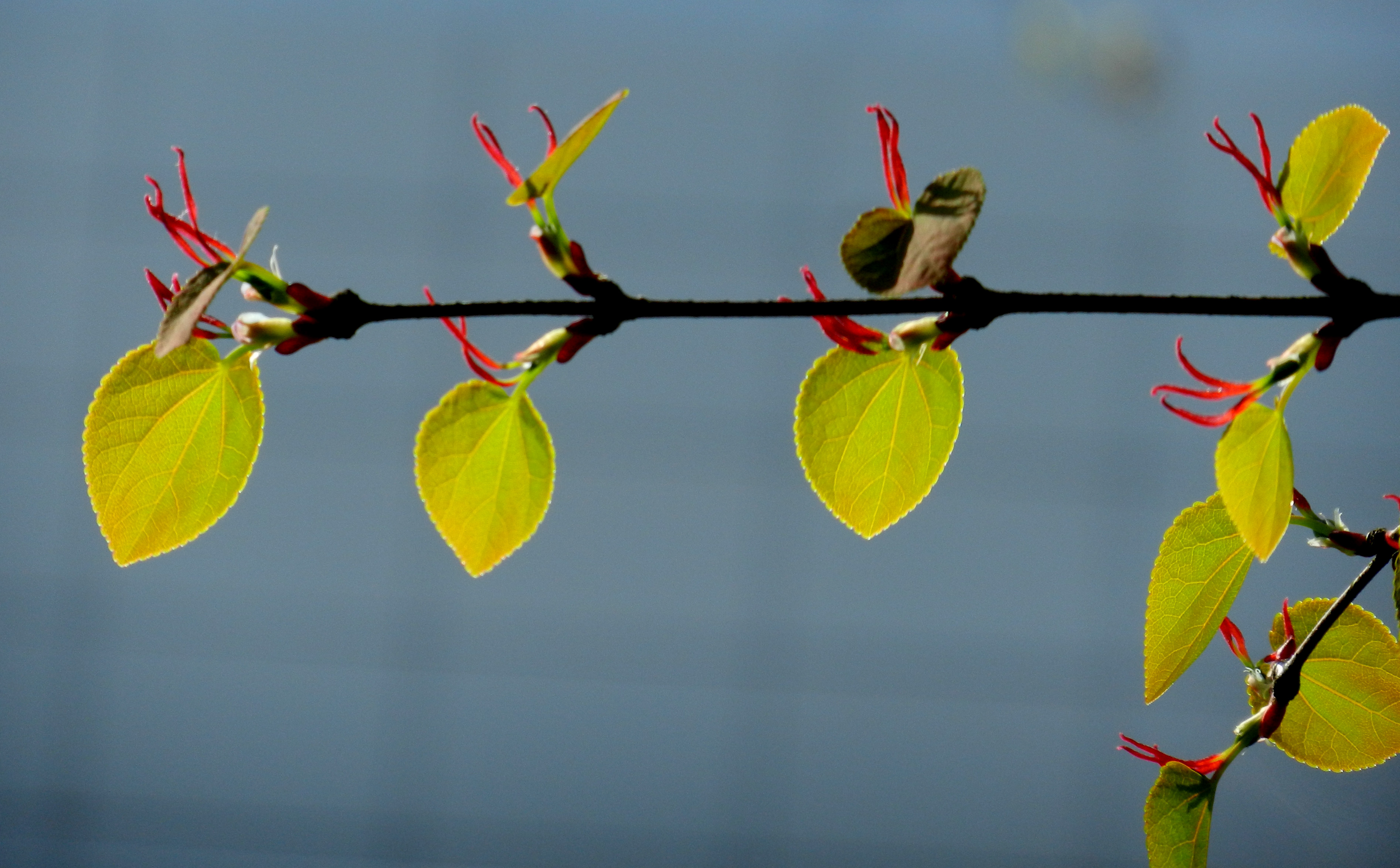 Cercidiphyllum japonicum