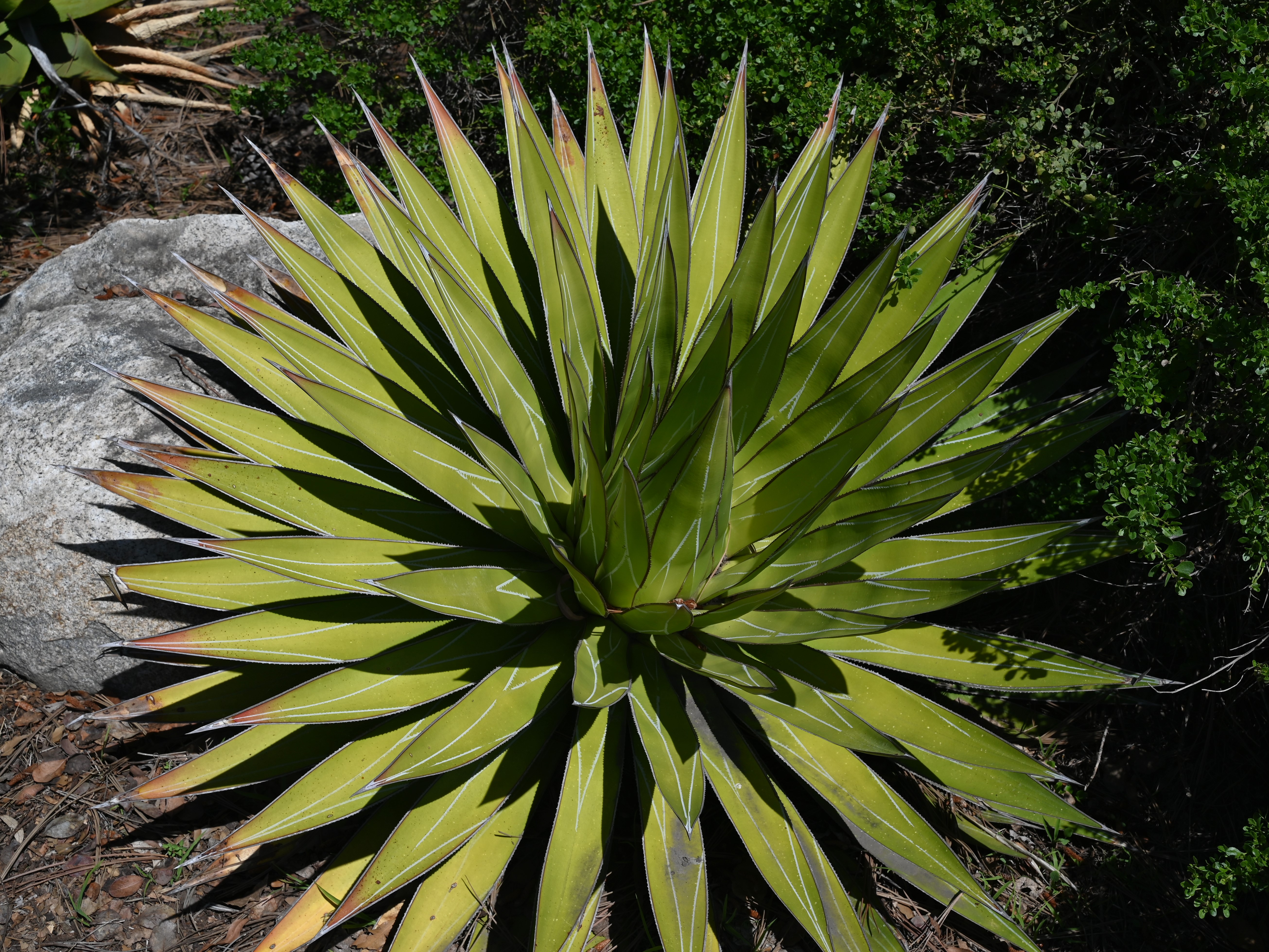 Agave impressa