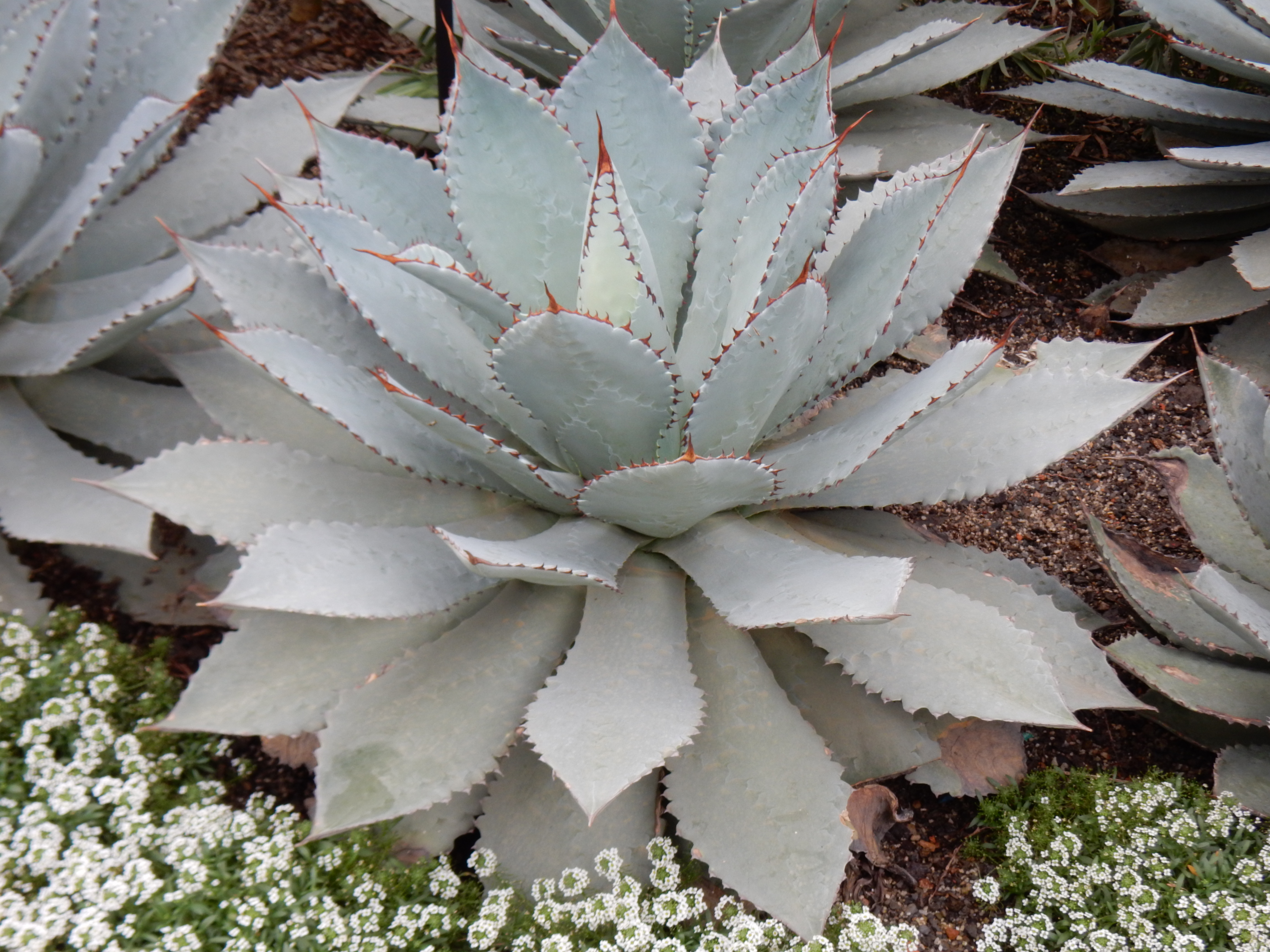 Agave potatorum
