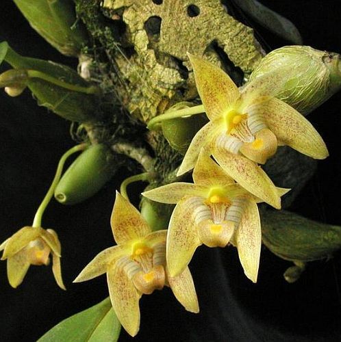 Bulbophyllum orectopetalum