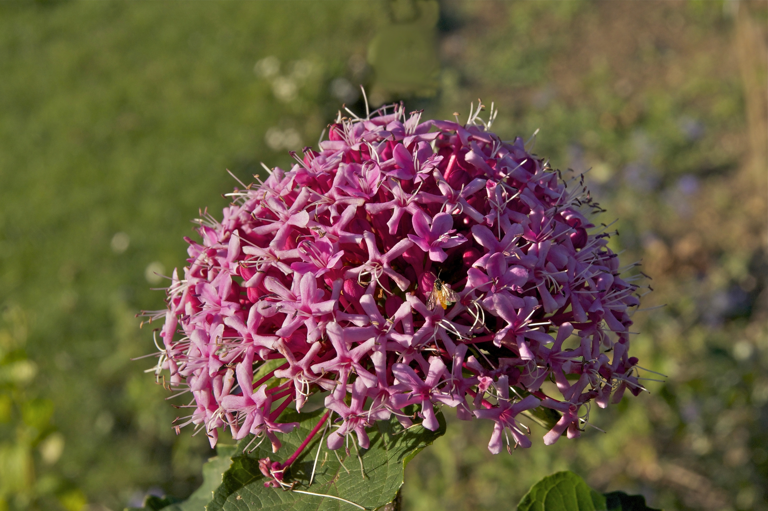Clerodendron bungei