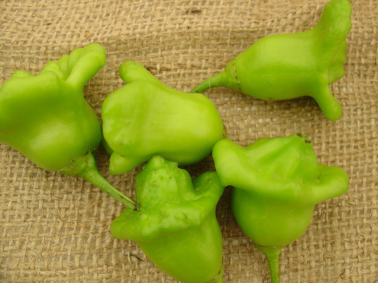 Bishops crown Chili Capsicum baccatum