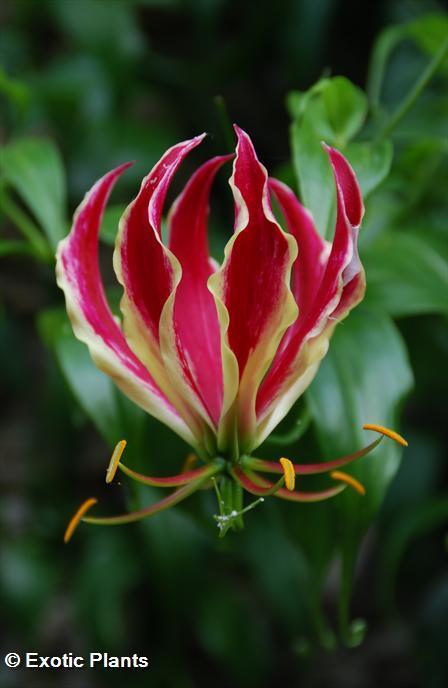 Gloriosa superba