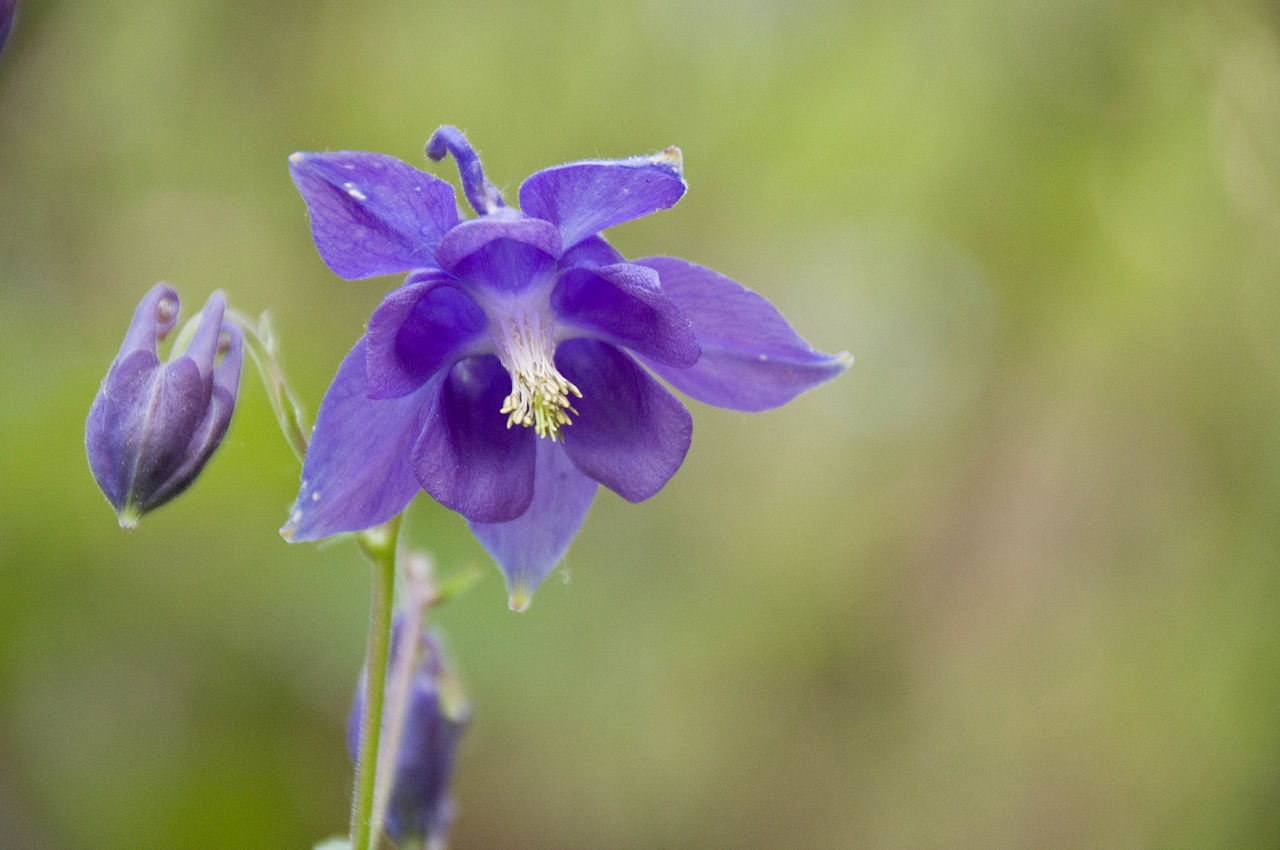 Aquilegia vulgaris