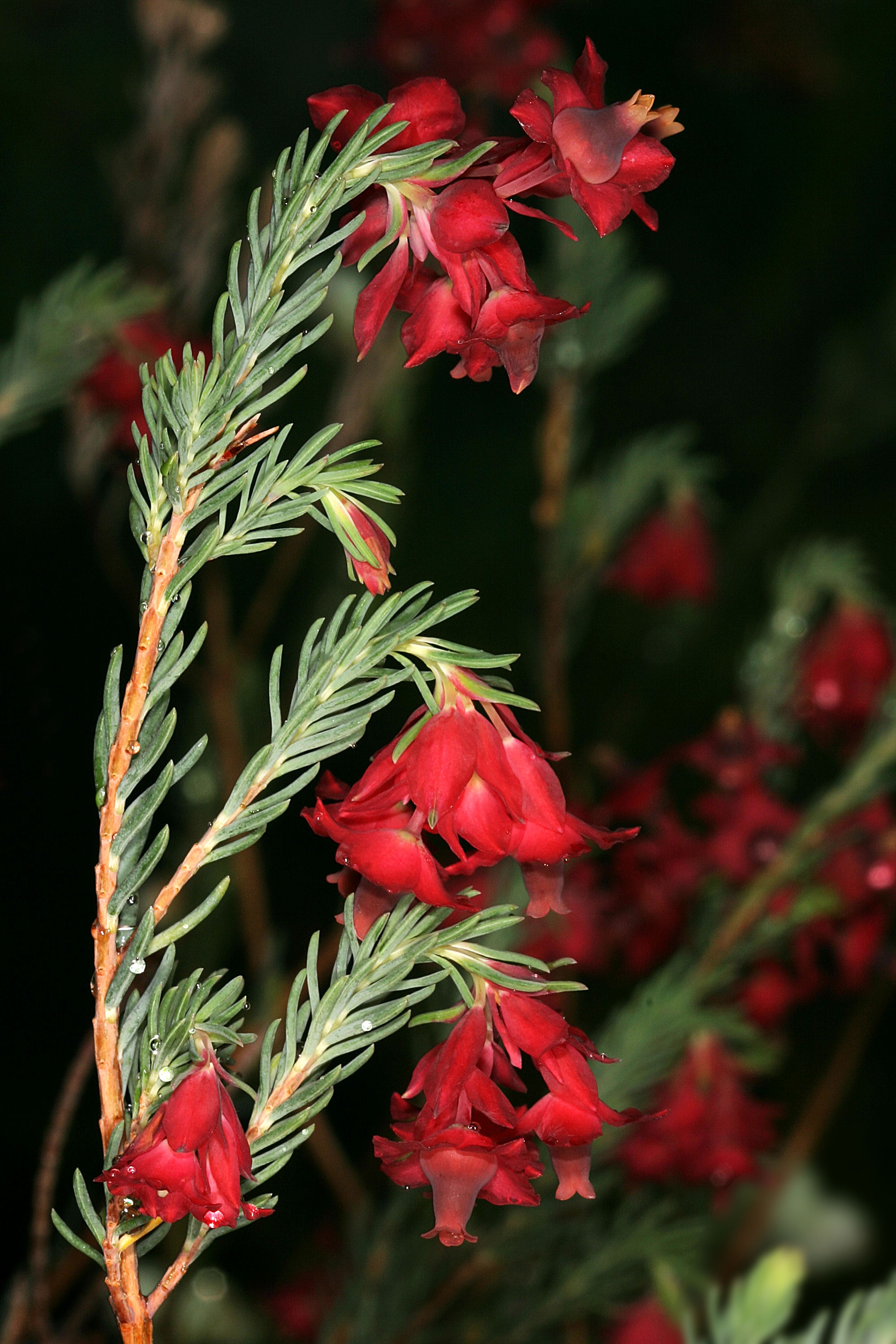Erica glauca