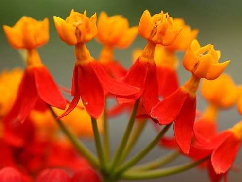 Asclepias curassavica