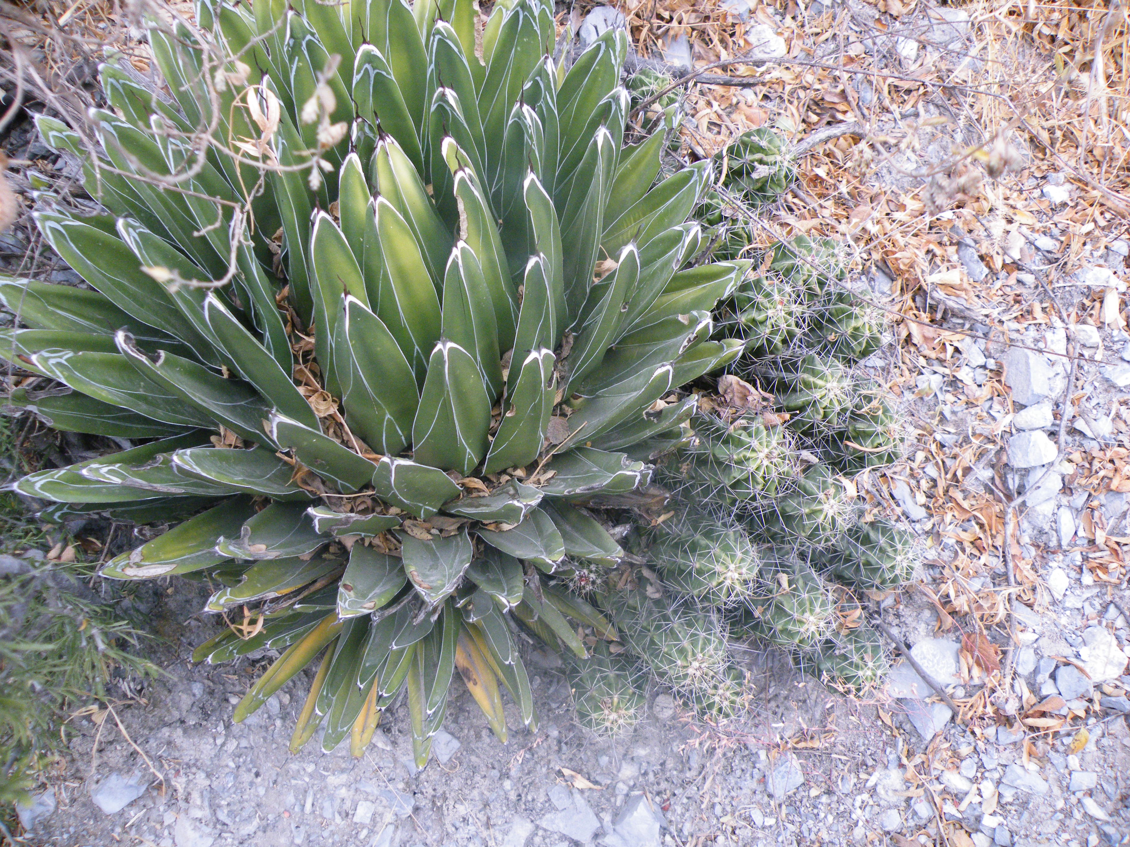 Agave victoriae reginae Huasteca Canyon