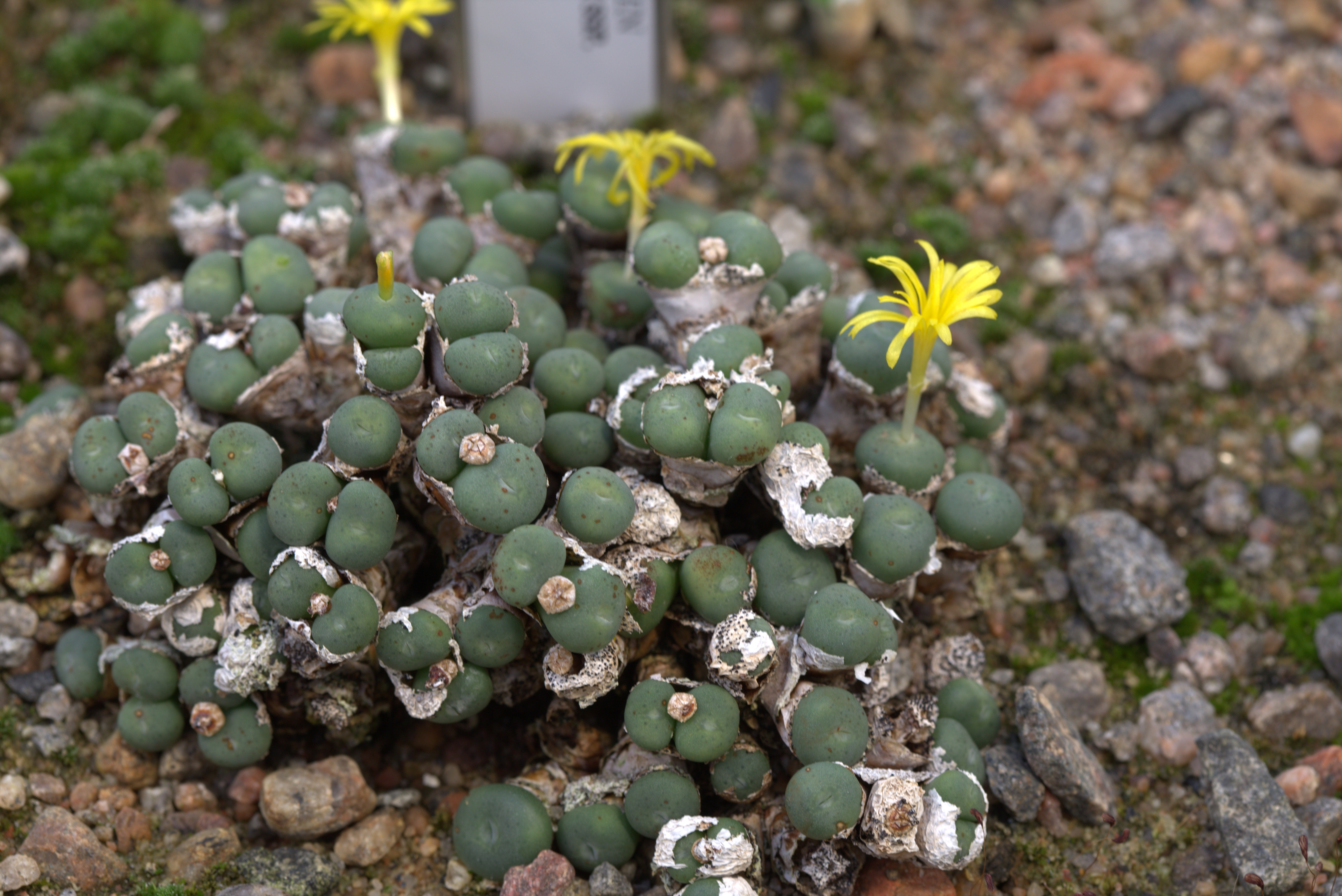 Conophytum novicium