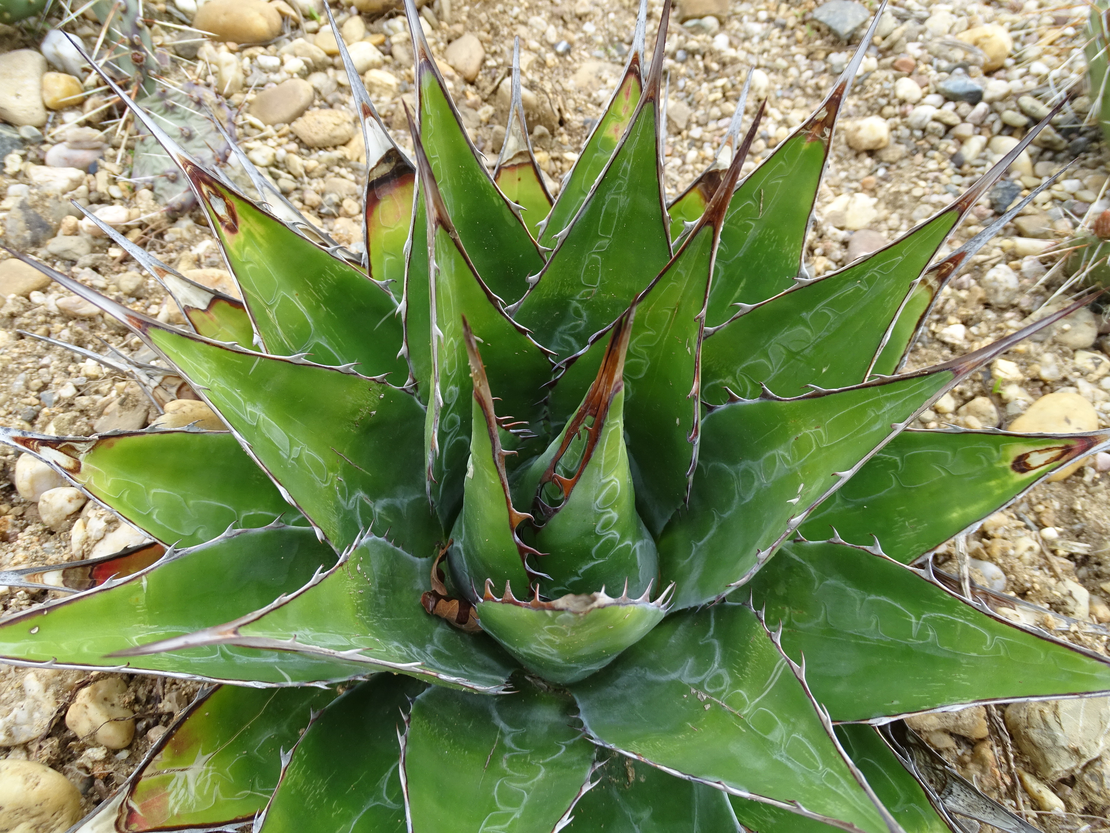 Agave montana