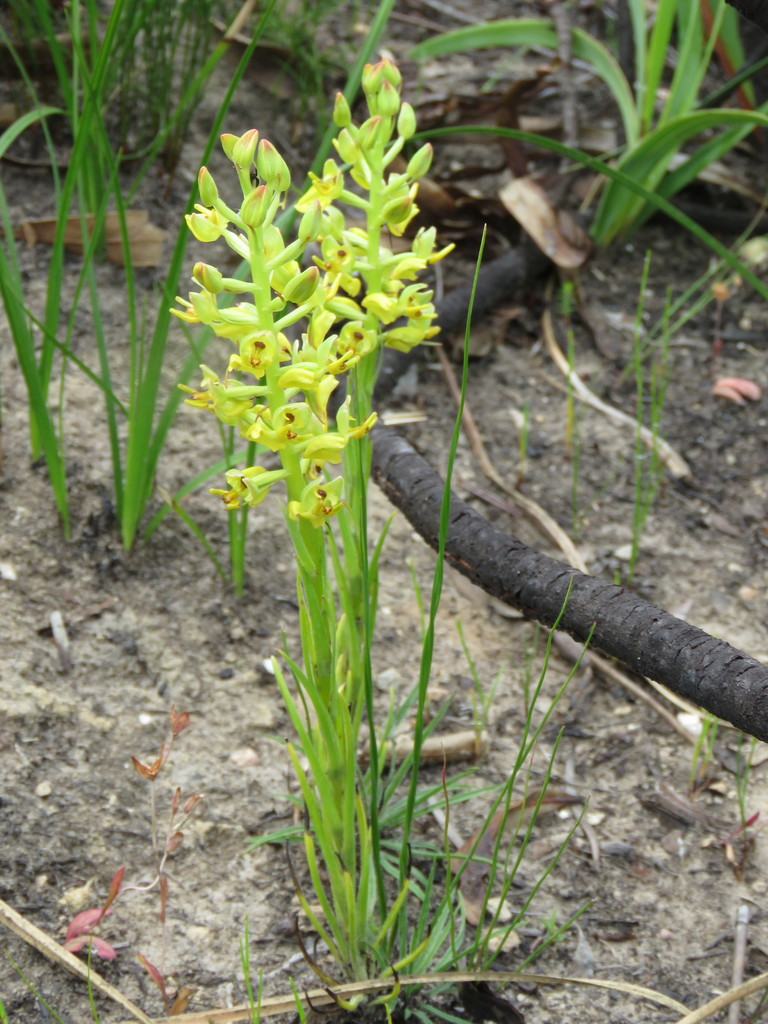 Ceratandra atrata