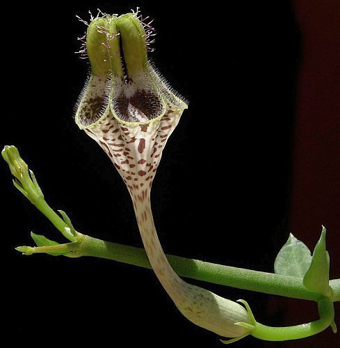 Ceropegia radicans