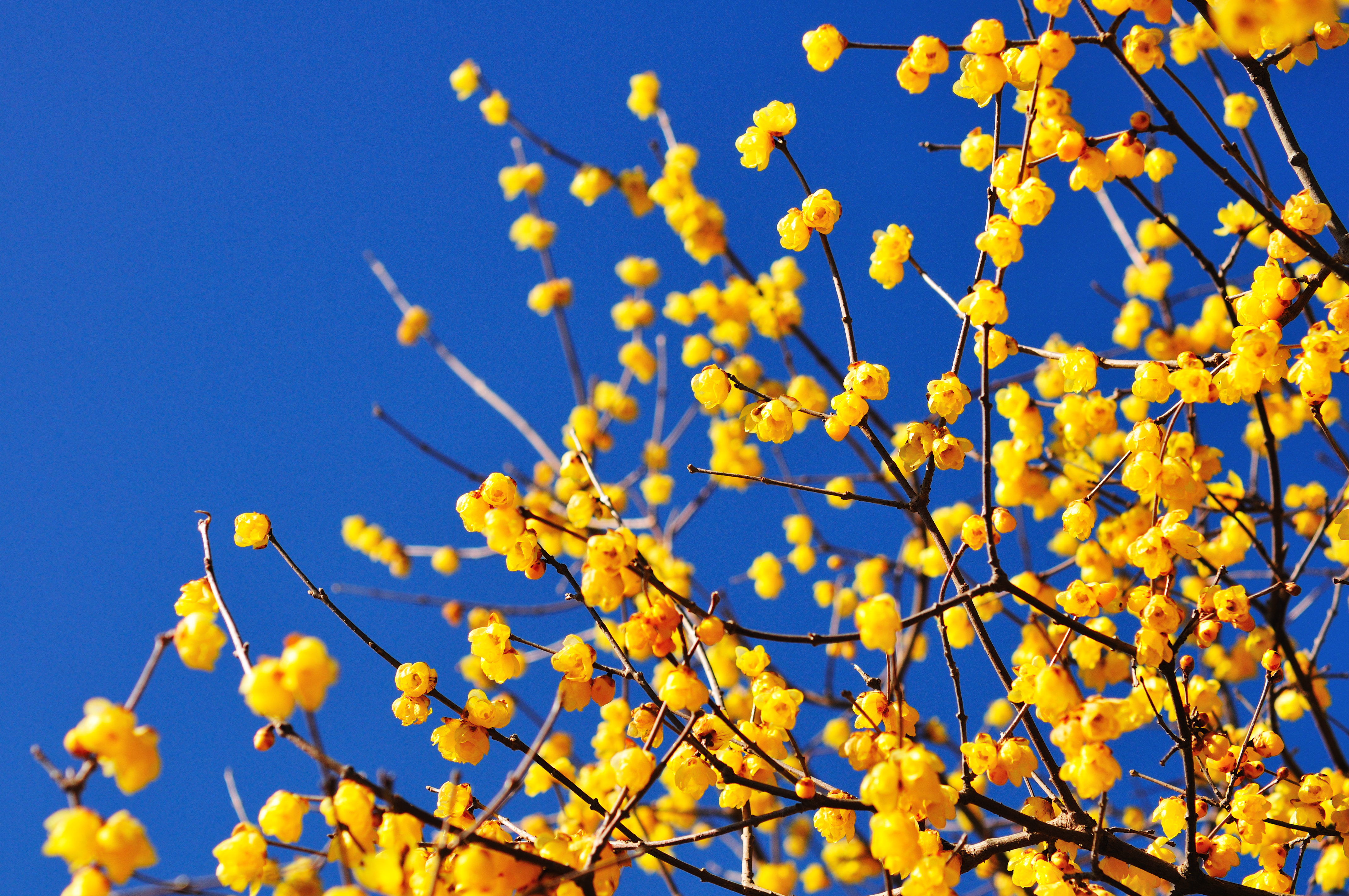 Chimonanthus praecox