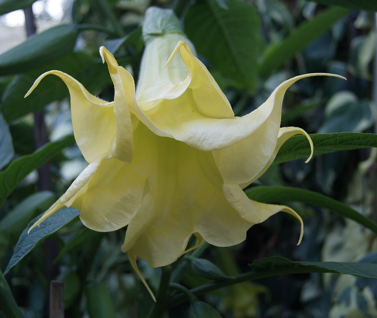 Brugmansia arborea