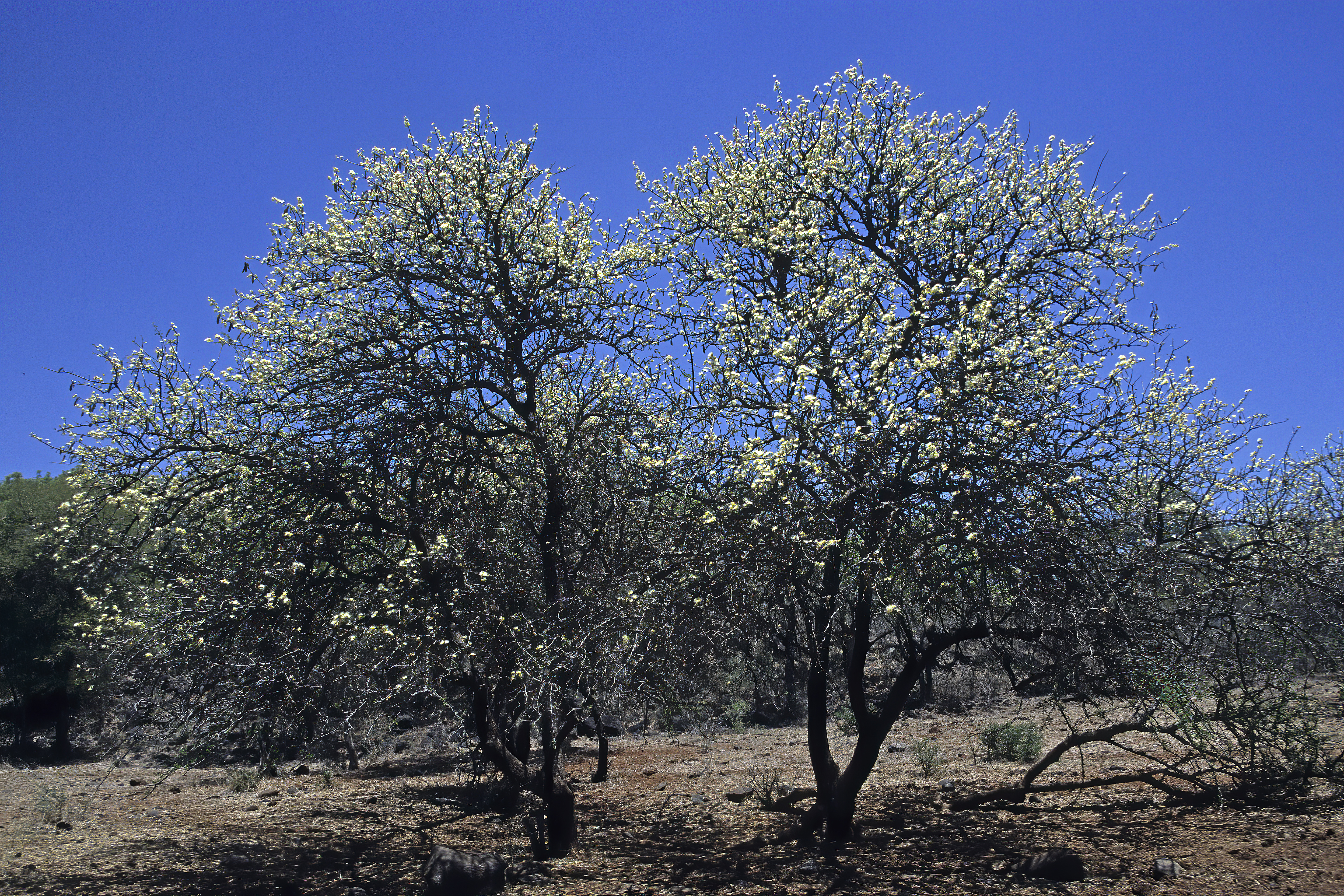 Albizia anthelmintica