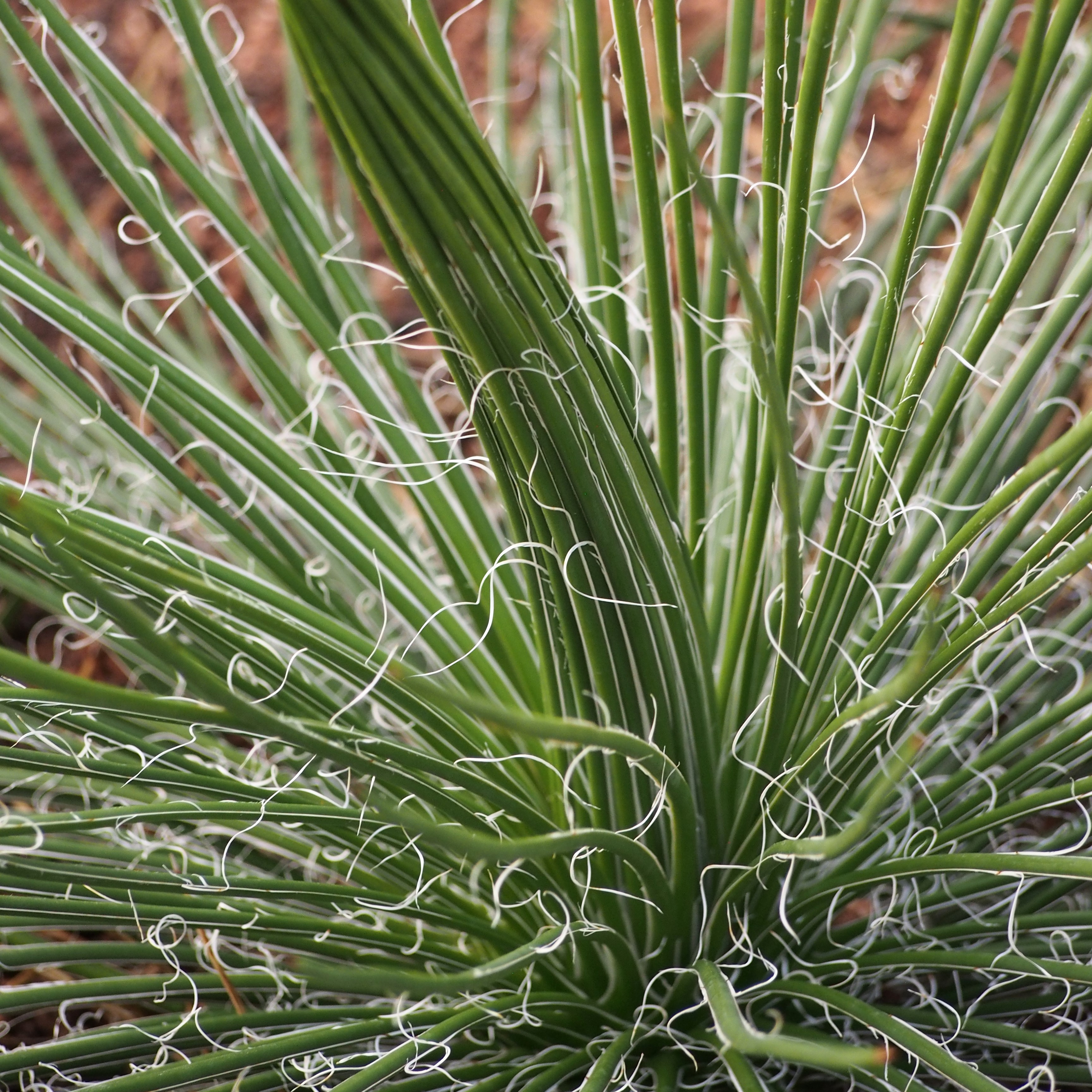Agave geminiflora