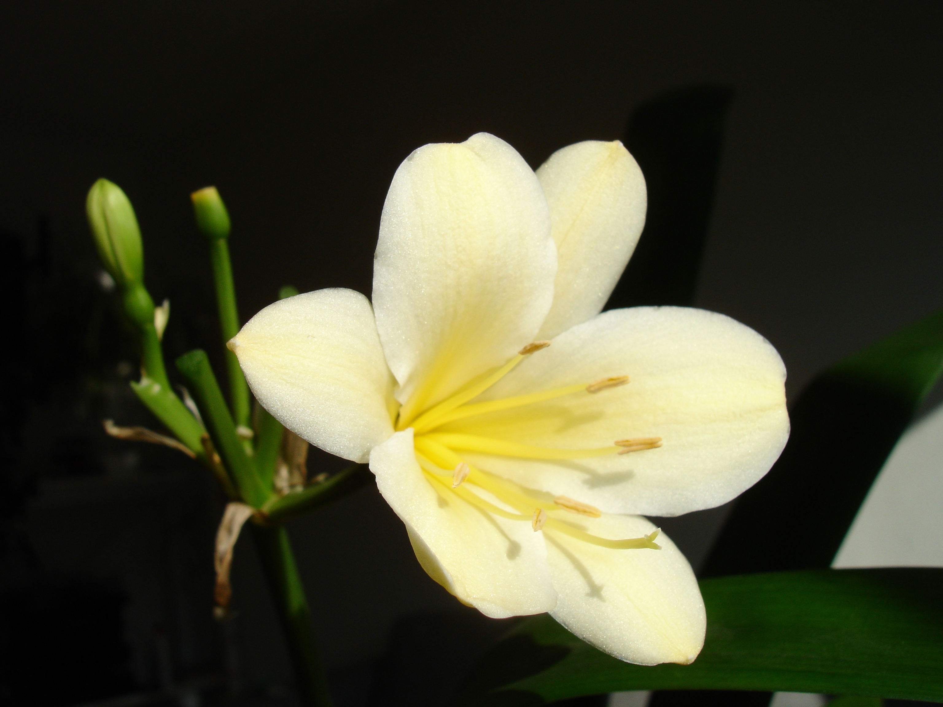 Clivia miniata citrina