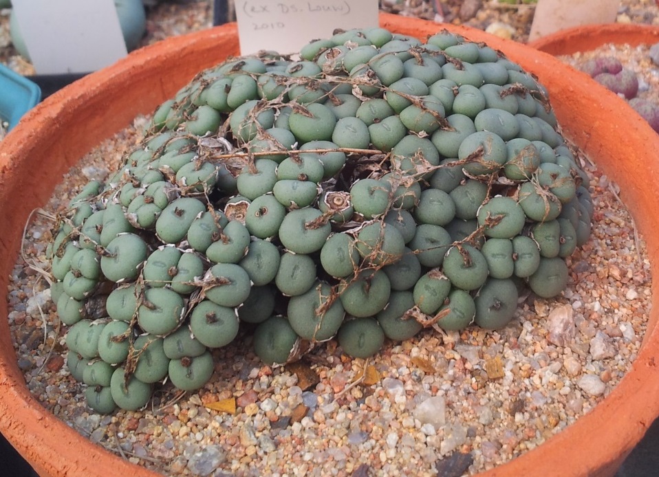 Conophytum minutum