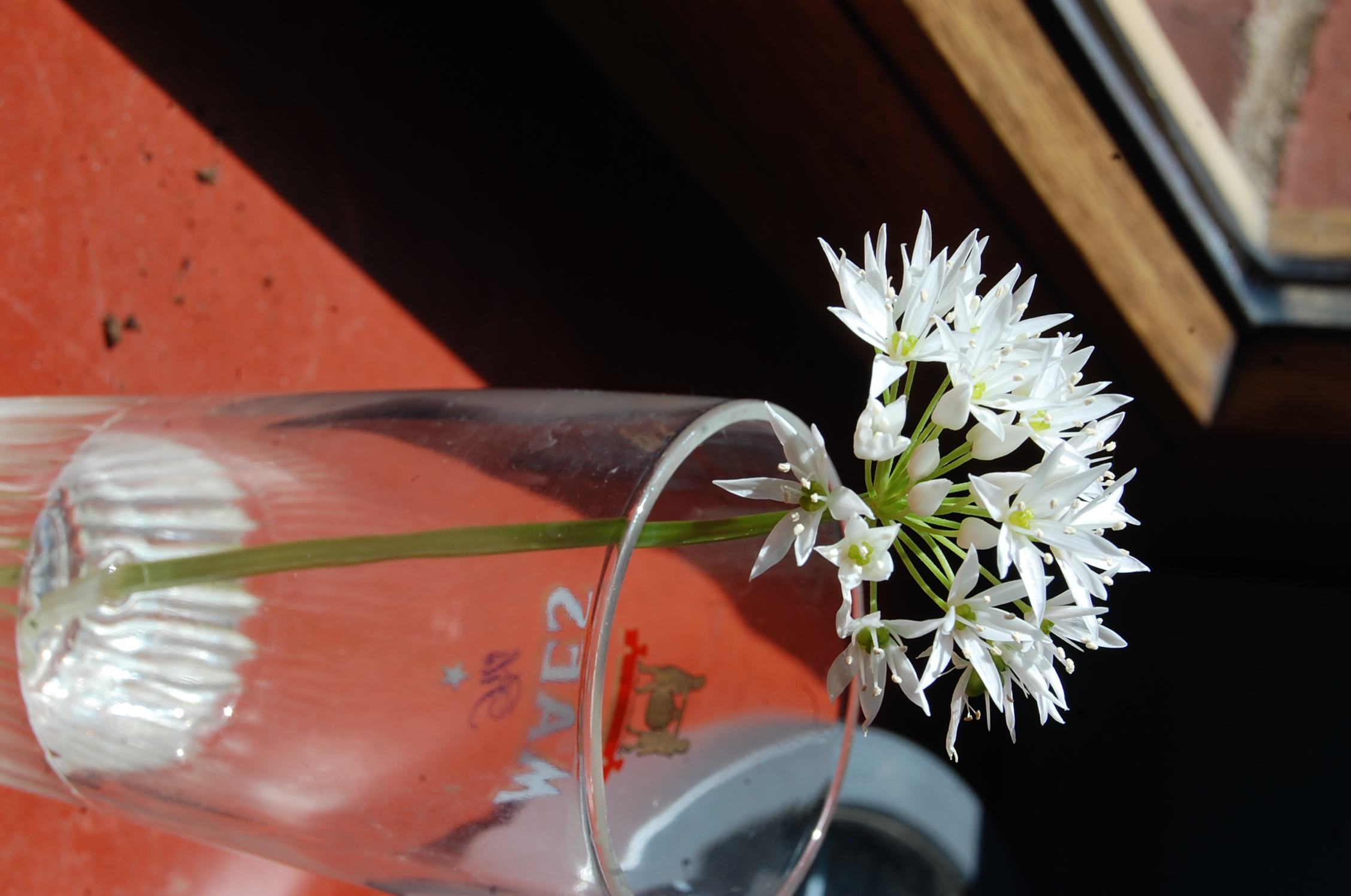 Allium ursinum