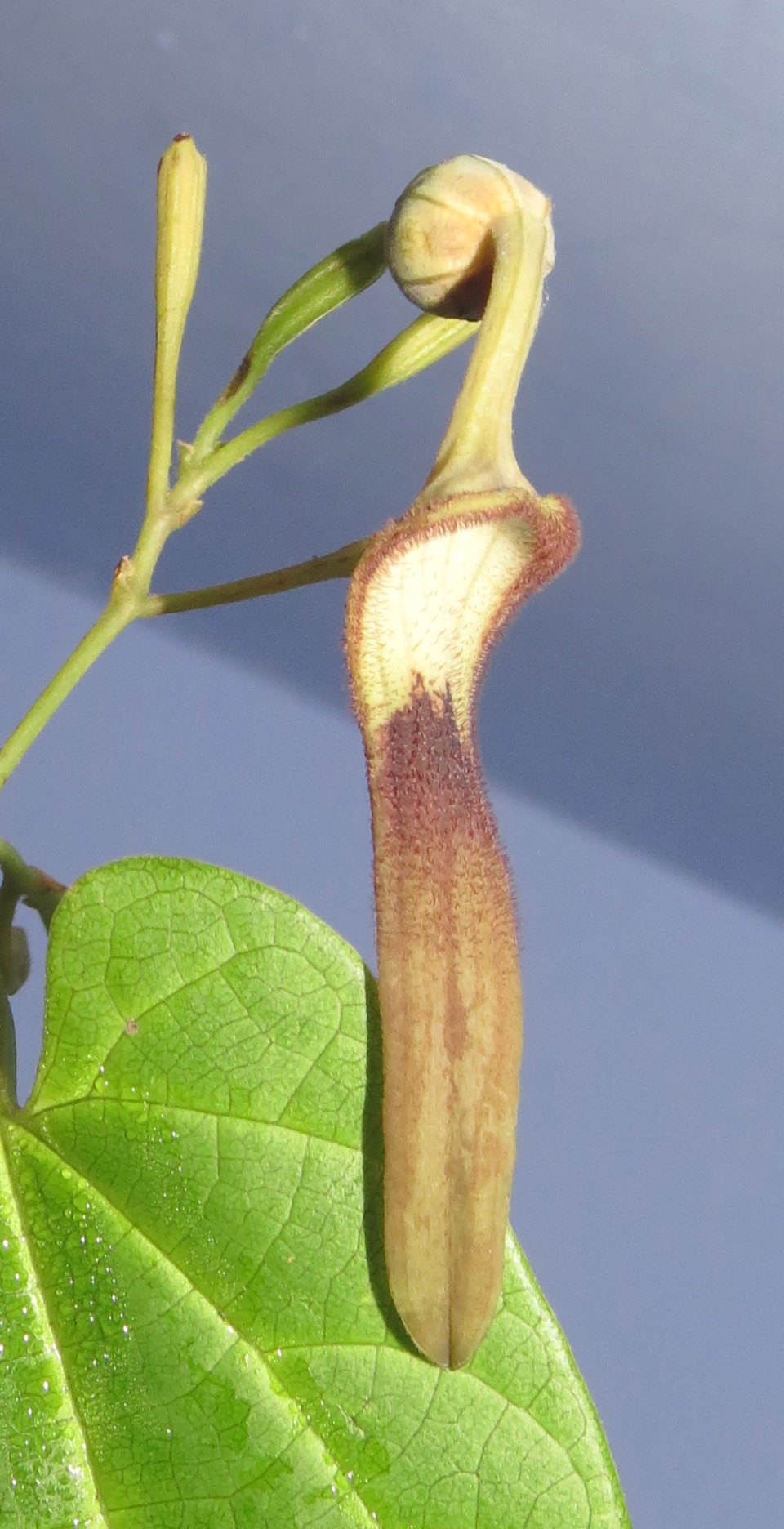 Aristolochia tagala