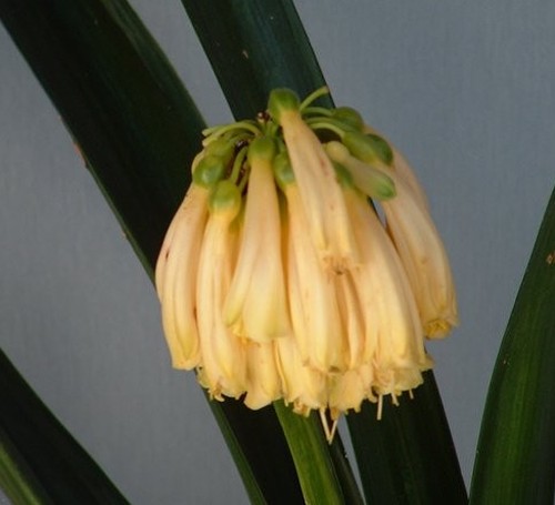 Clivia Yellow Nobilis