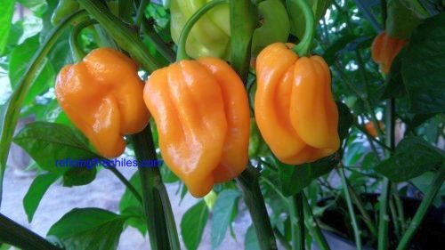 Chili Roatan Pumpkin Habanero