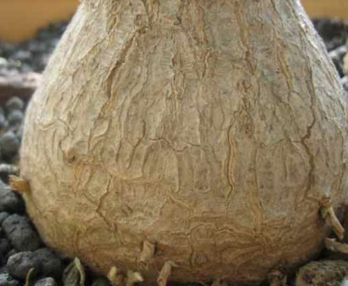 Beaucarnea hiriartiae