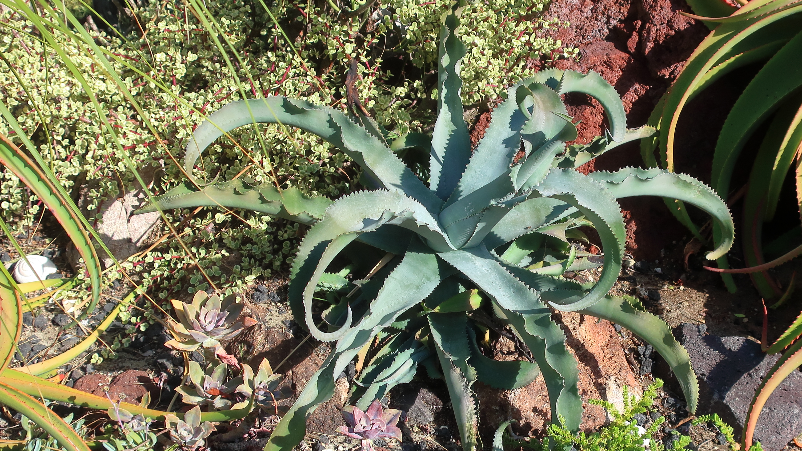 Agave gypsophila