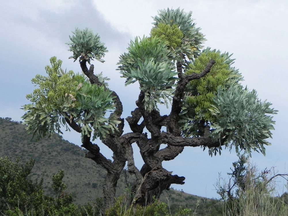 Cussonia paniculata