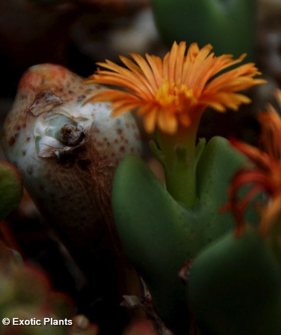 Conophytum frutescens, semi