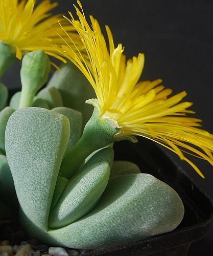 Cheiridopsis vanzylii