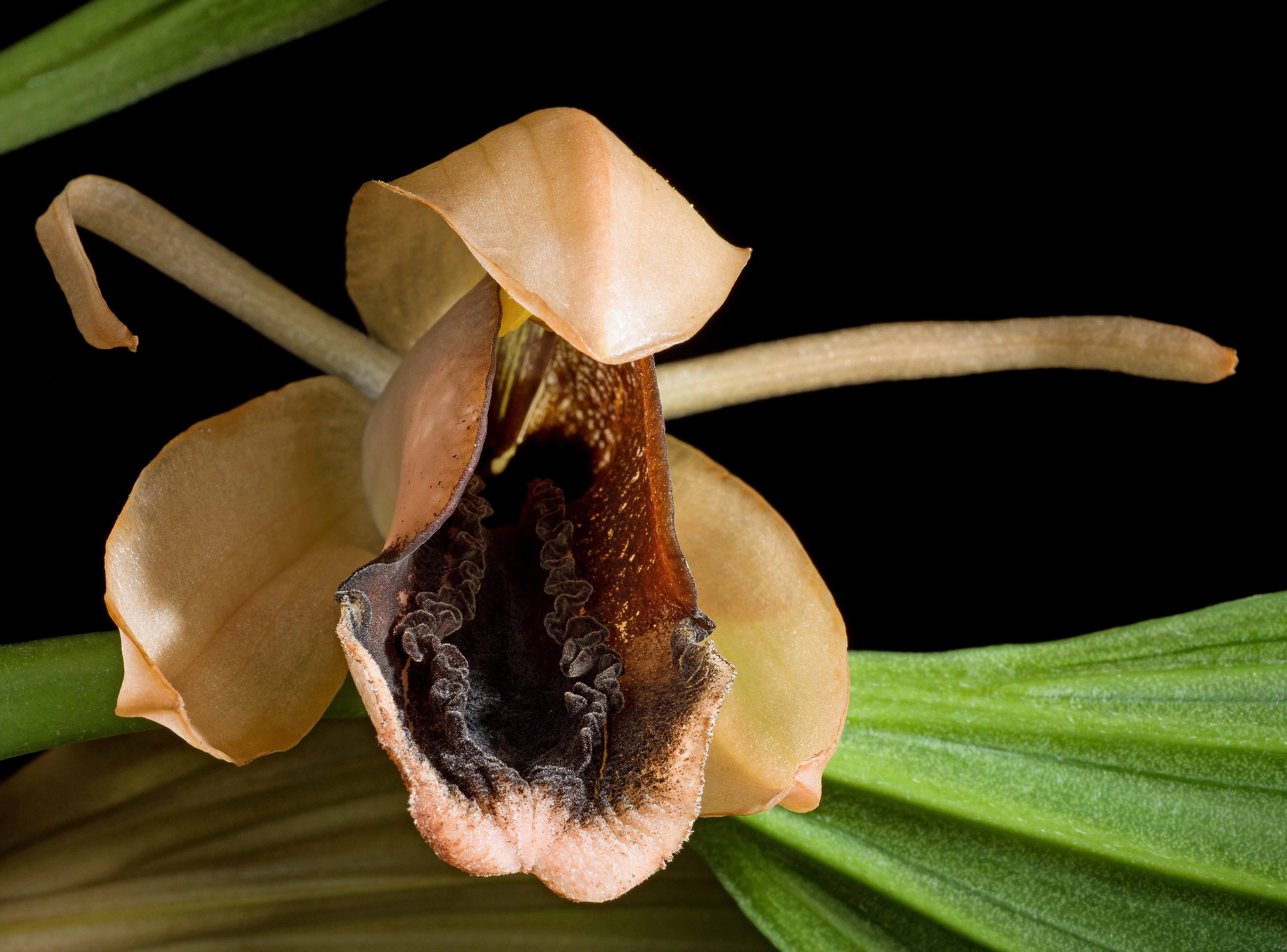 Coelogyne xyrekes