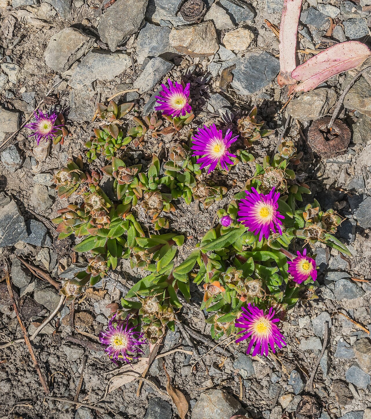 Delosperma sutherlandii