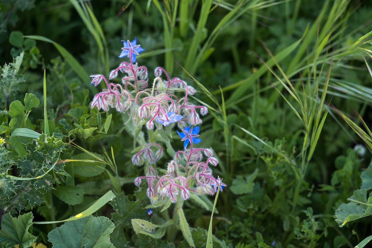 Borago officinales