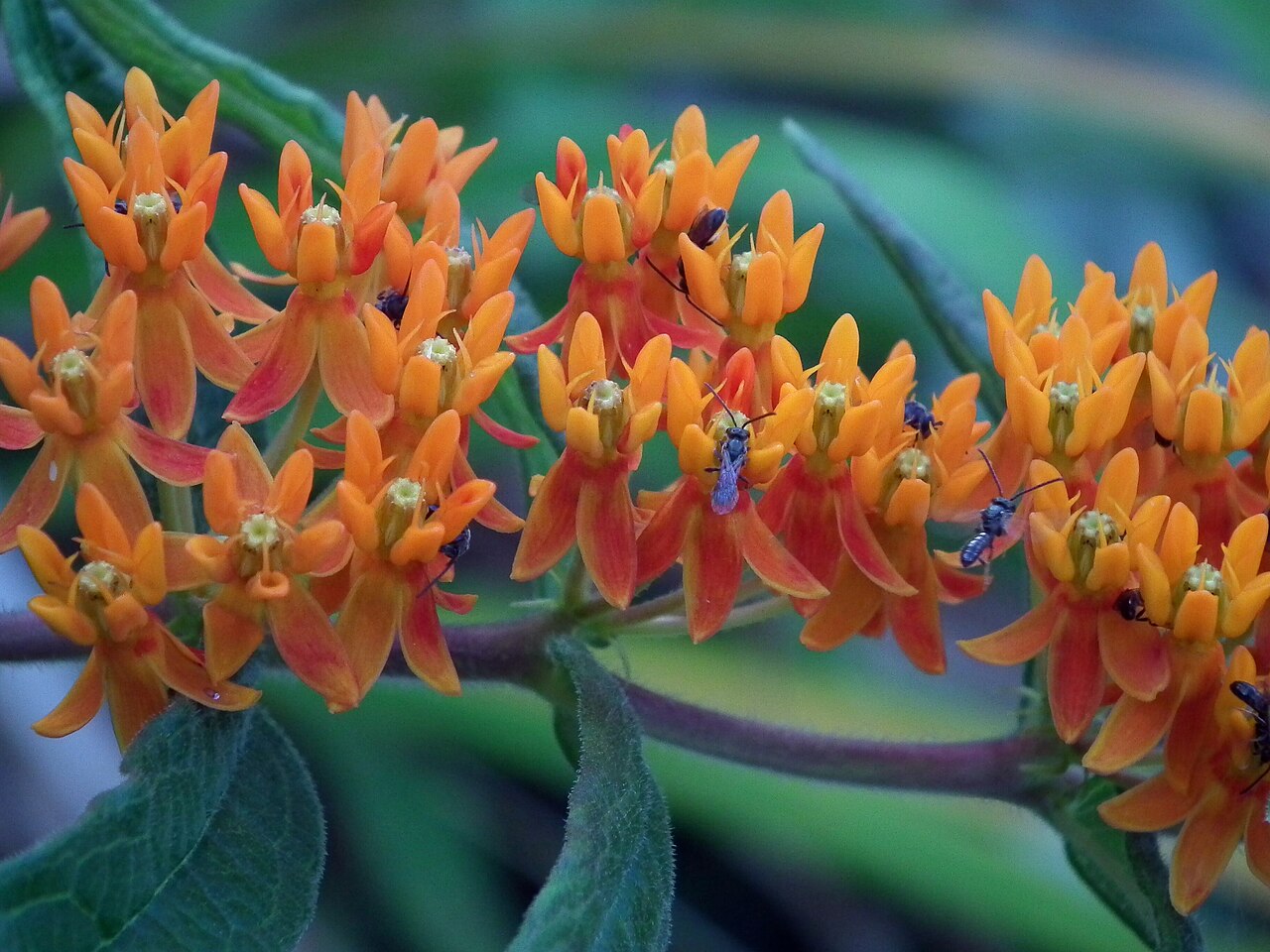 Asclepias tuberosa