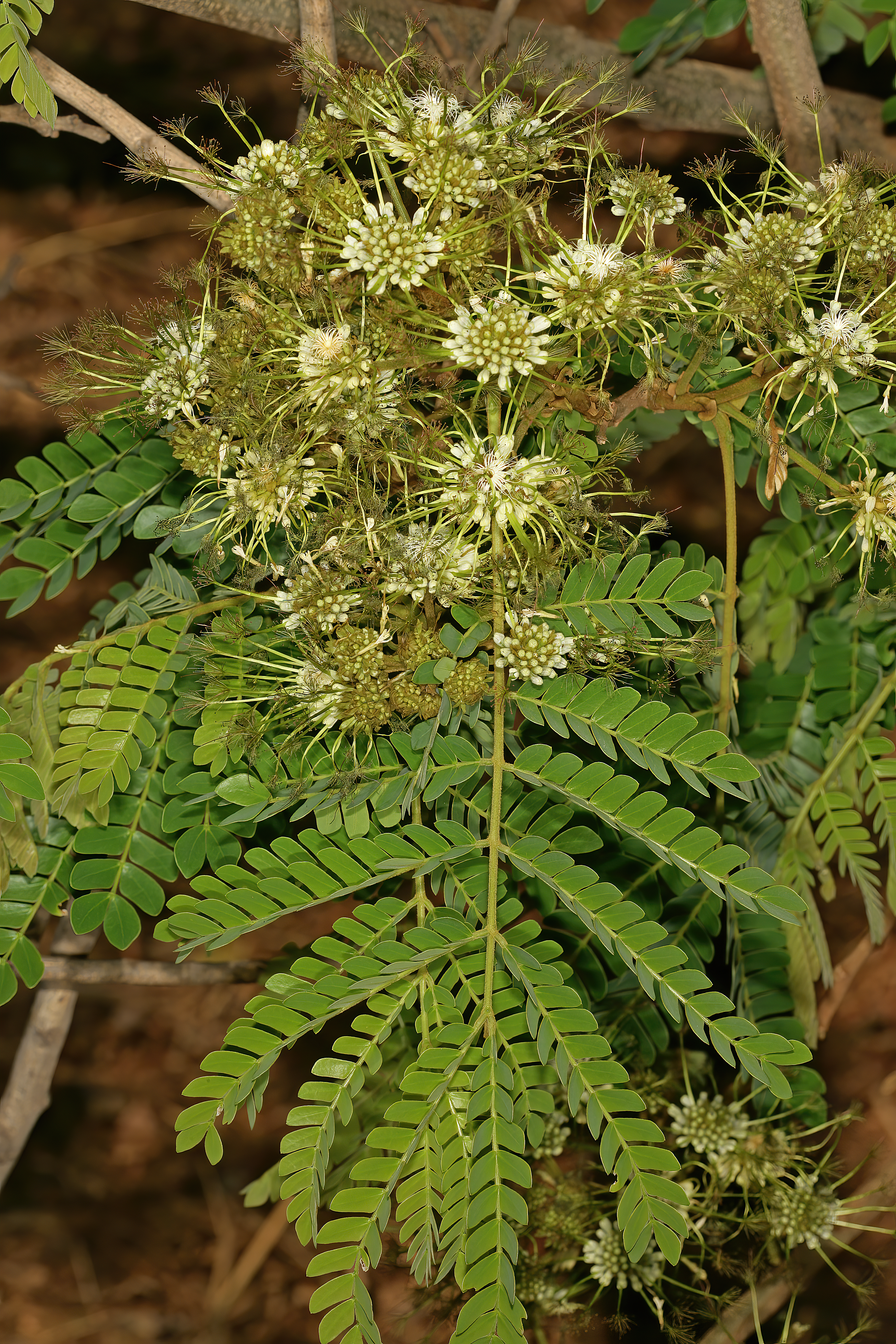 Albizia adianthifolia