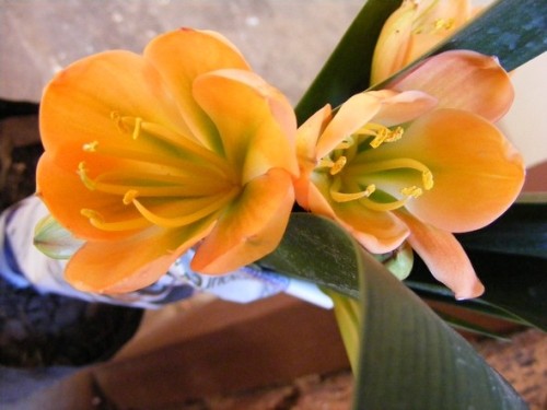 Clivia Cameron peach green centre