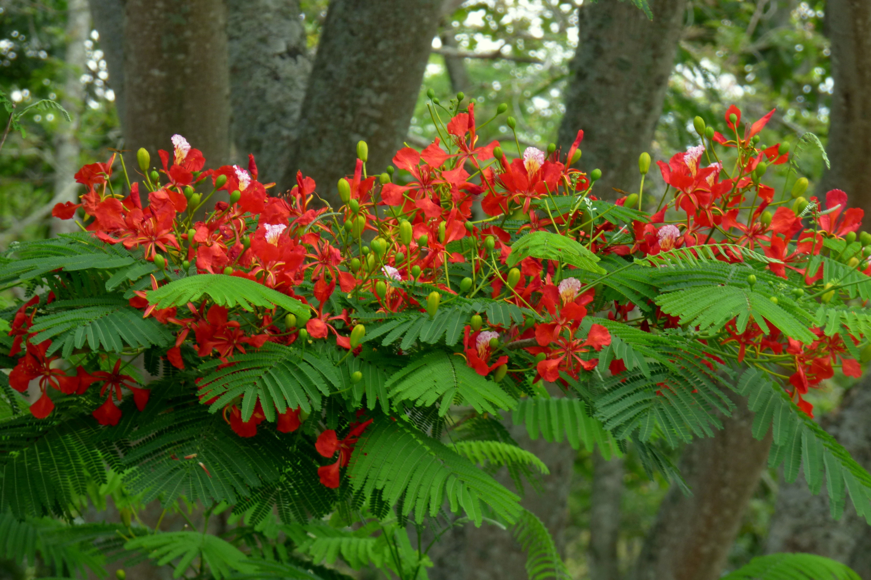 Delonix regia